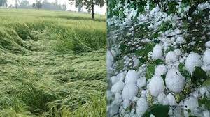 bhopal, Crops ruined, unseasonal rain, storm and hail
