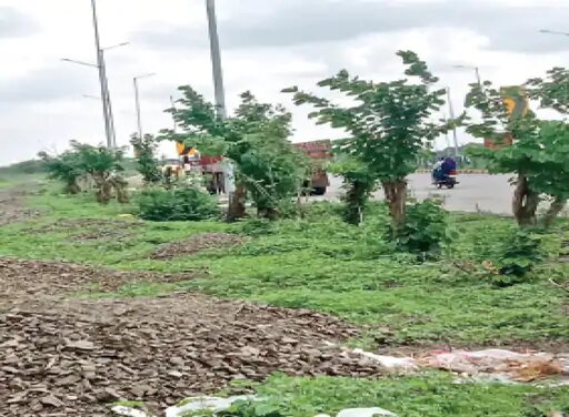 पेड़ों का ट्रांसप्लांट