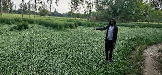 बेमौसम बारिश ने किसानों की मुश्किलें बढ़ा दी हैं