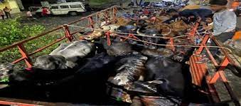 rajgarh, Cruelly loaded cattle, illegal liquor seized 