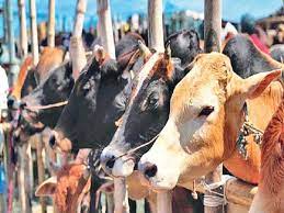 bhopal, Hospital , sick animals