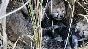 bhopal, Chief Minister congratulated ,Forest Department