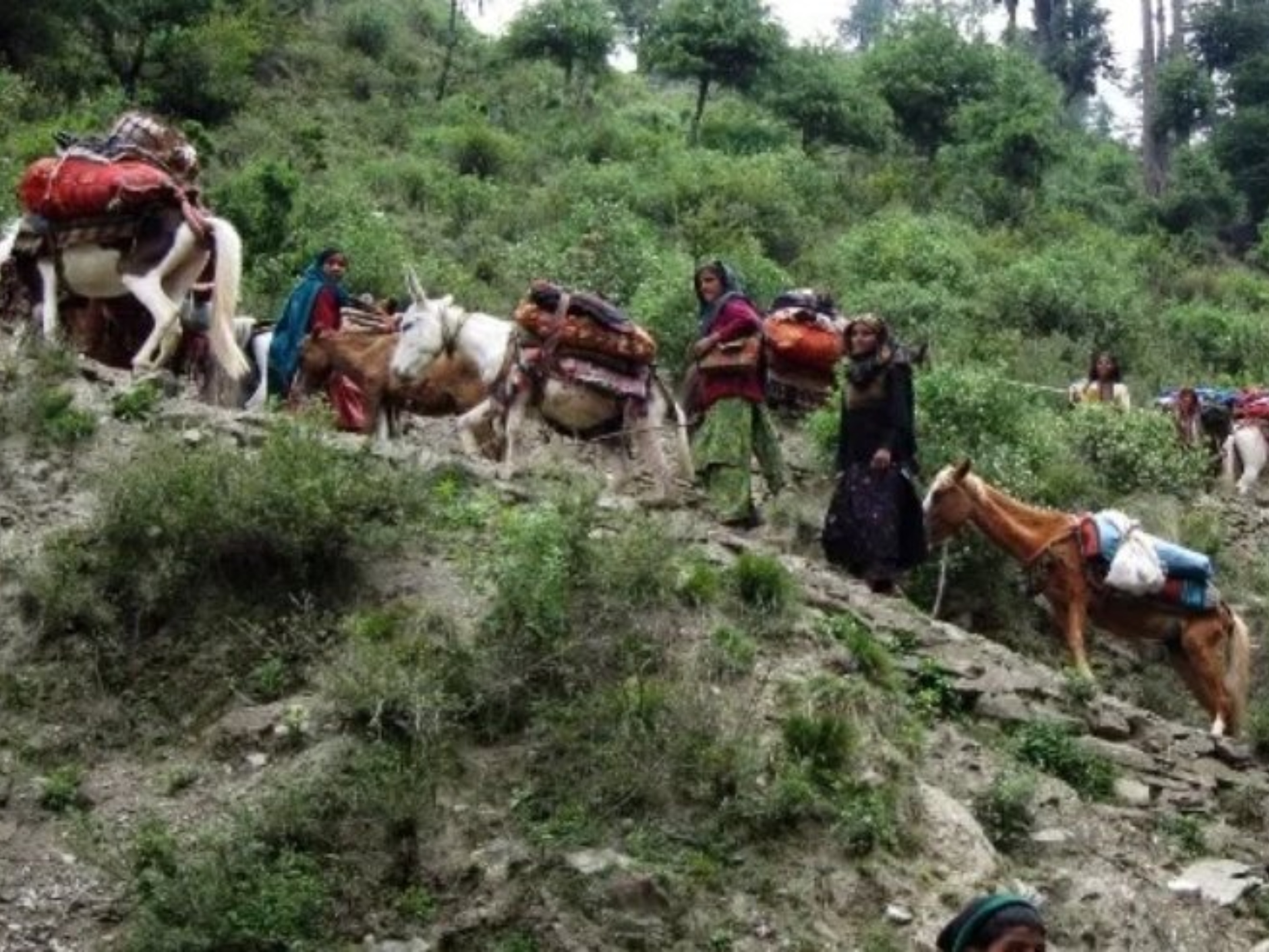 गुज्जर, बकरवाल, गद्दी और दर्द शीन जनजातियों के लोग हैं