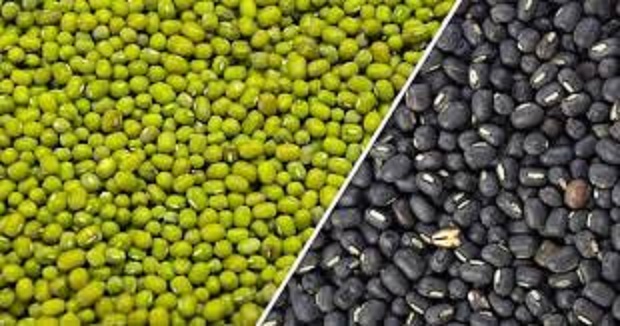 bhopal,Registration ,urad crops 