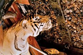 बाघों को बचाने के लिए ट्रैक पर जाली