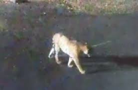 indore, Tiger seen , Mhow military area