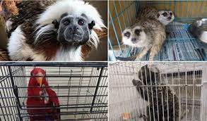 indore, foreign guests ,Indore zoo