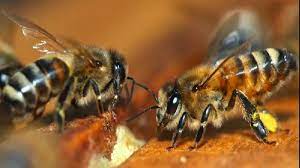 jabalpur, Bees attack , bone immersion