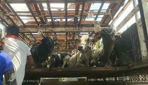  ट्रक में 38 गौवंश बांधकर रखें