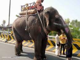 ujjain, Shyamu elephant , Mahakal temple