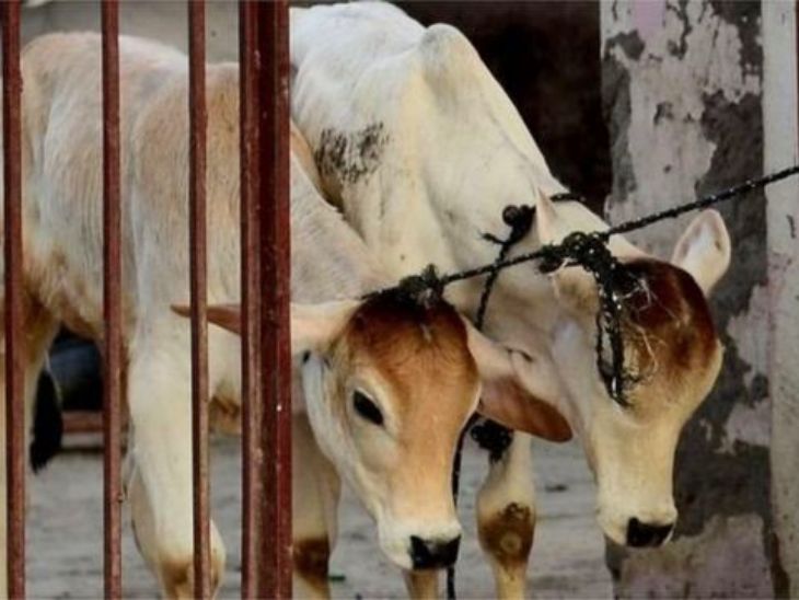  कर्नाटक में तो गोहत्या पर प्रतिबंध है