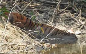 balaghat, Dead dam , injured condition