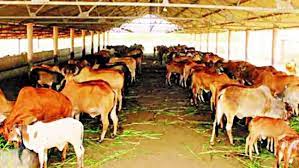 bhopal, cattle ,gaushalas of MP