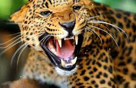 dhar, Leopard attack , farmer 