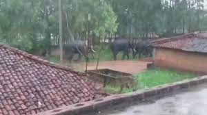 anuppur,  group of five elephants , Cholna in Anuppur