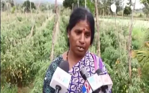 खेत से 50-60 बैग टमाटर लेकर फरार हो गए