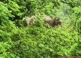 anuppur,  group of elephants ,reached Gobri village 