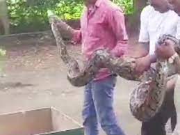 करीब 50 किलो वजनी अजगर को 4 लोगों ने मिलकर बॉक्स में रखा 