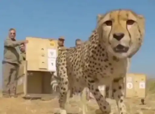  धात्री सुबह मृत पाई गई