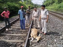 चीतल के शव का पोस्टमार्टम के लिए वेटनरी कालेज भेजा गया