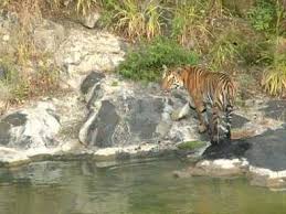 कलियासोत के पास बाघिन का मूवमेंट