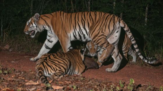 भोपाल  8 बाघों से परेशानी 