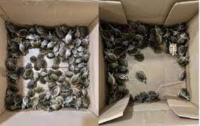 bhopal, Large consignment , rare species of turtles recovered