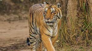 seoni, Villager dies ,tiger attack