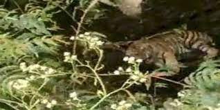 chindwara, tiger fell , well