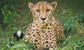 seopur, Cheetah fire, Madhya Pradesh