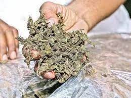 rajgarh, Ganja seized , Baleno car