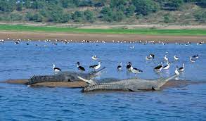 morena,  aquatic animals ,Crocodile Sanctuary