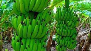  Burhanpur, Two day ,unique banana festival 