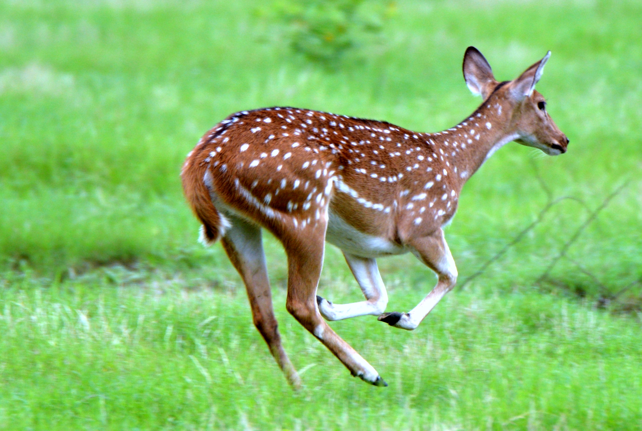 ग्रासलैंड 