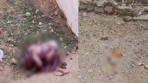 katni, Bodies of newborn, Narsinghpur