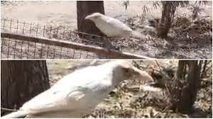 khargon,Rare white crow ,Kunda river 