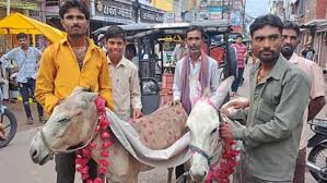 bhopal, Donkey got married , donkey