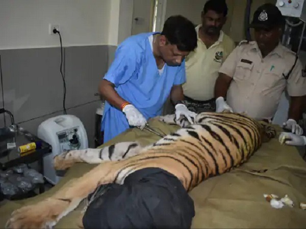 bhopal,  second tiger cub,   Van Vihar