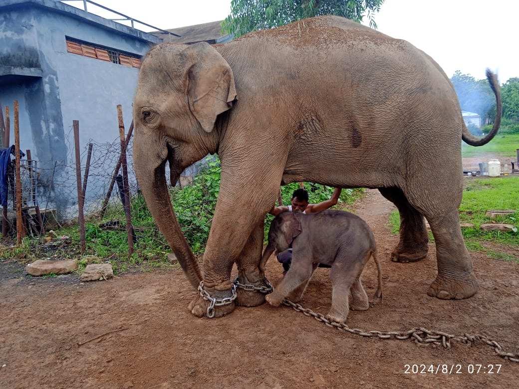 panna, Female elephant , female cub