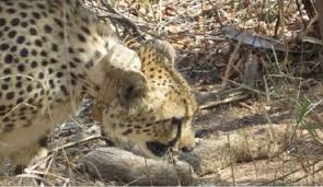 seopur,  cheetah cub died, Kuno National Park