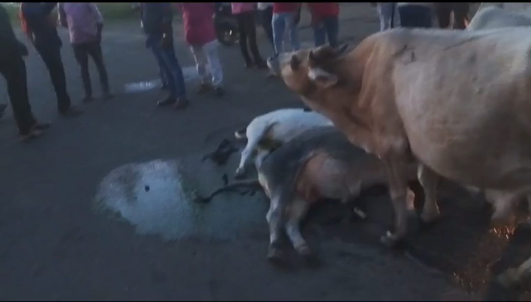 rajgarh, A speeding car ,crushed seven cows