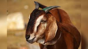 rajgarh, Goats , farmhouse