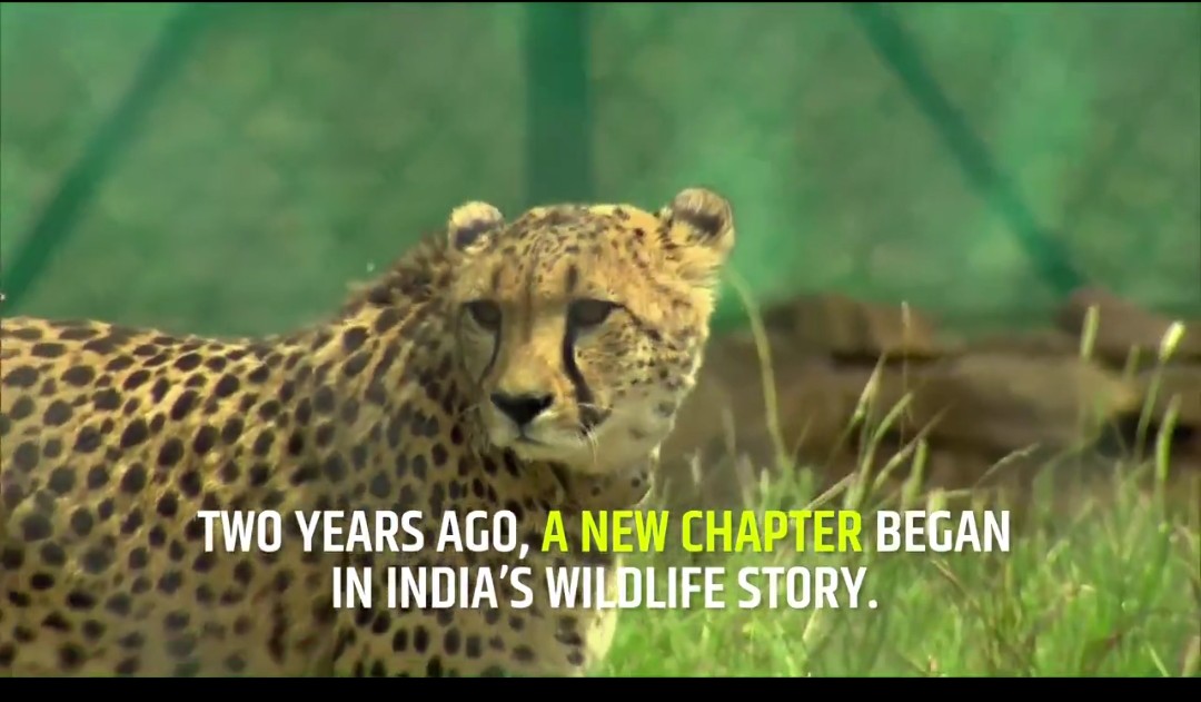 seopur, Cheetah project ,Kuno National Park