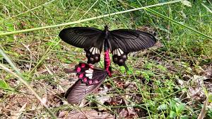 bhopal,Survey of butterflies,Bandhavgarh Tiger Reserve