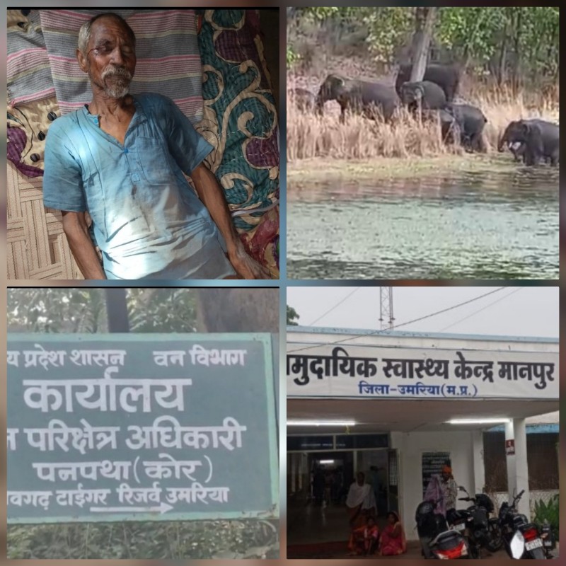 umaria,Farmer injured ,wild elephant attack  