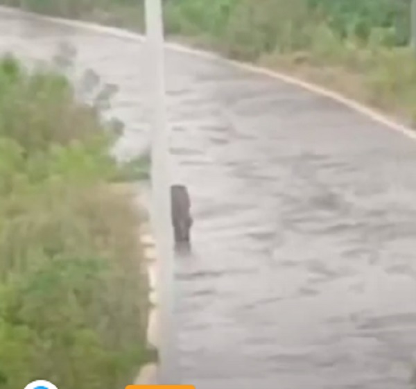 sagar, Forest department ,alerted 