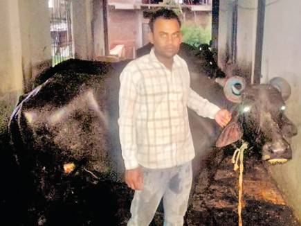 कलियासोत बाघ टी- 121