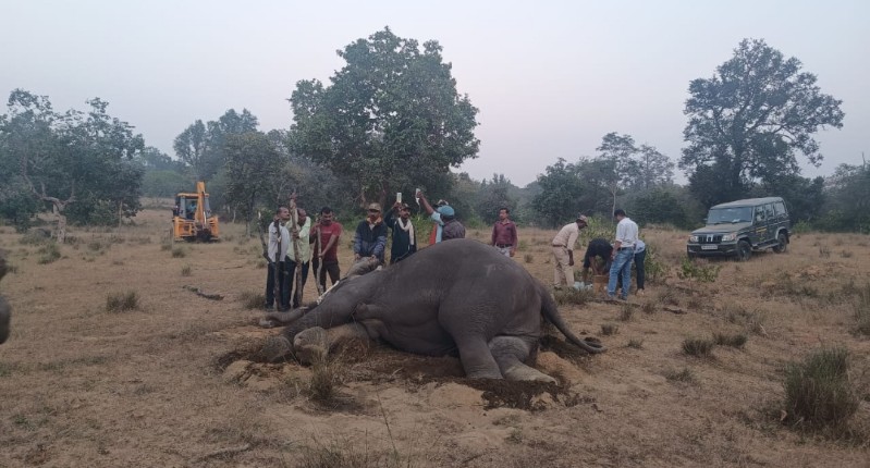 umaria, Death toll ,elephants in Bandhavgarh  