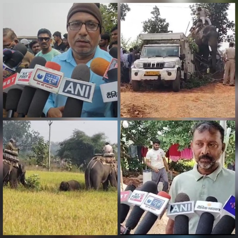 umaria, Rescue operation , elephant cub