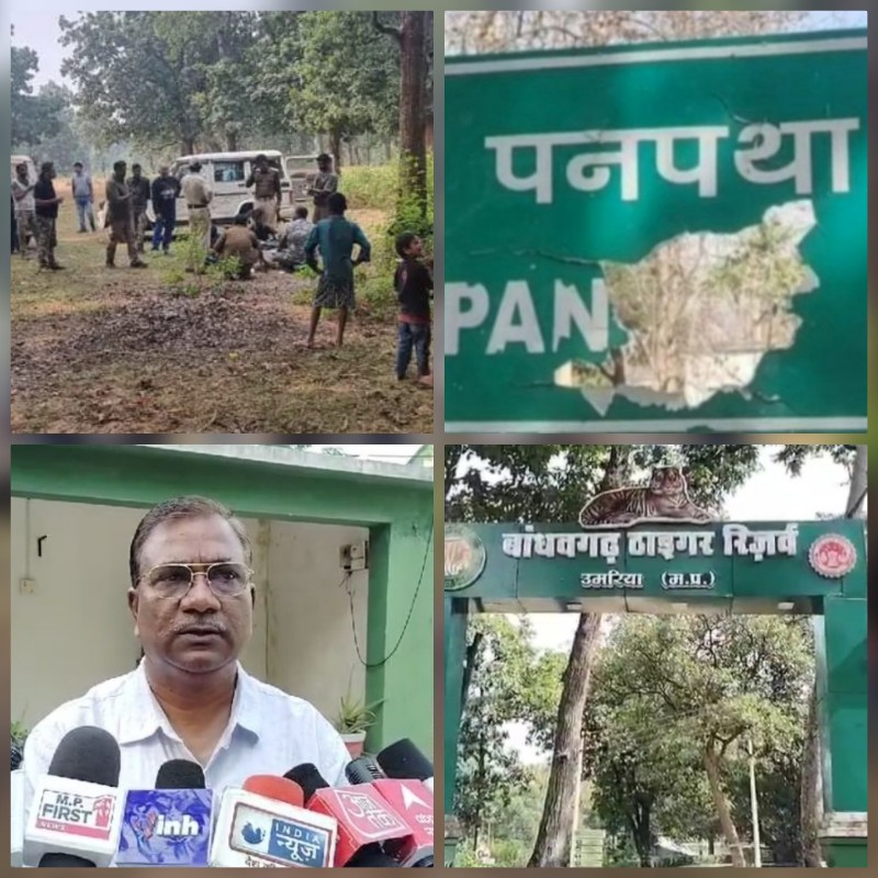 umaria, Wild elephant cub , Bandhavgarh Tiger Reserve 
